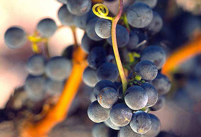 Tempranillo_image_3a1b78.jpg