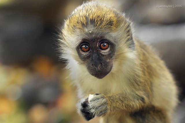 608 en la categoría «Barbados green monkey» de imágenes, fotos de