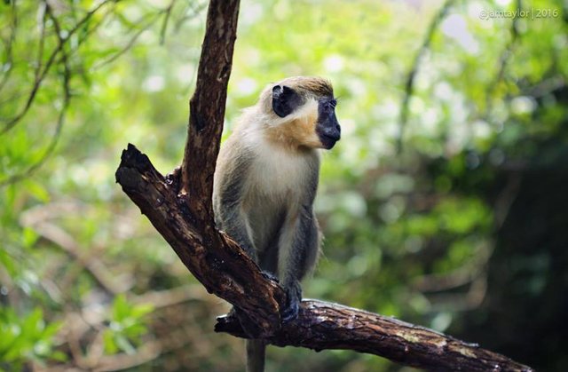 608 en la categoría «Barbados green monkey» de imágenes, fotos de