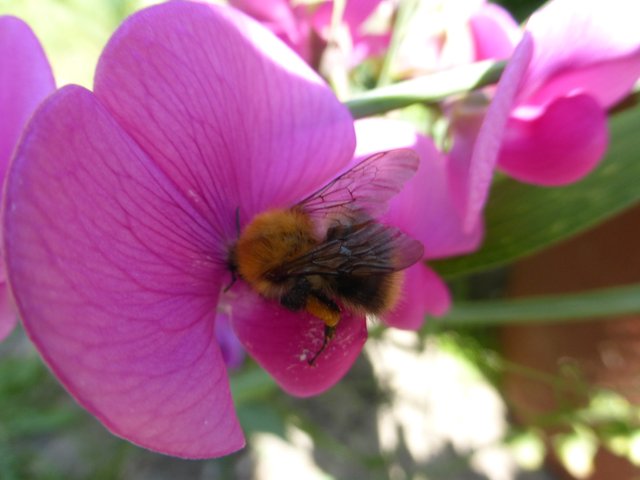 Bee on flower 1 by scooby taz