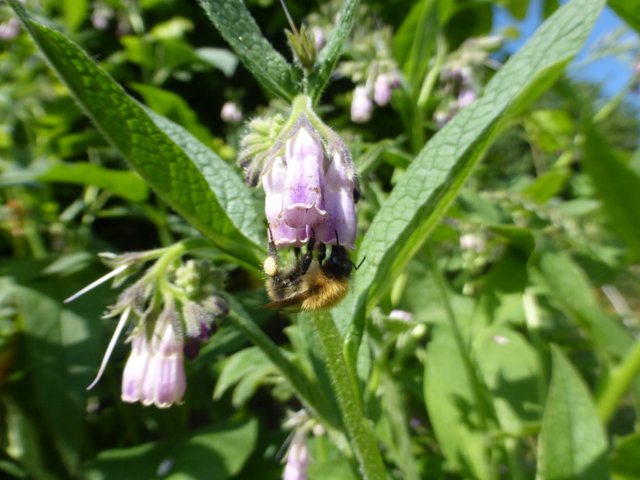 Bee on flower 2 by scooby taz