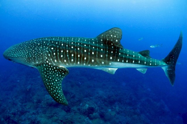 whale-shark-936691_1280b0623.jpg