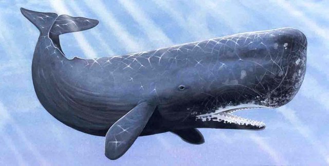 whale_sperm_0030008d.jpg