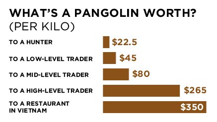 PangolinWorth7633e.jpg