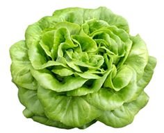 lettuce406c8.jpg