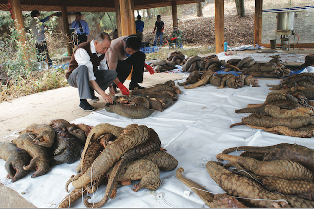 pangolin-corpses-are-inspected-by-a-researcher449a8.png