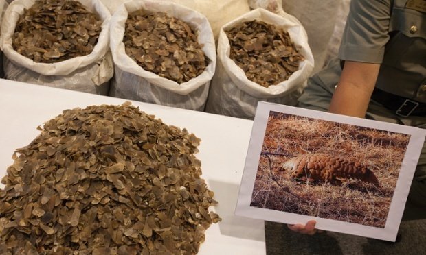 two-tons-of-pangolin-scales-taken-by-hong-kong-customs-in-june-2014-image-alex-hofford-epa7ead0.jpg