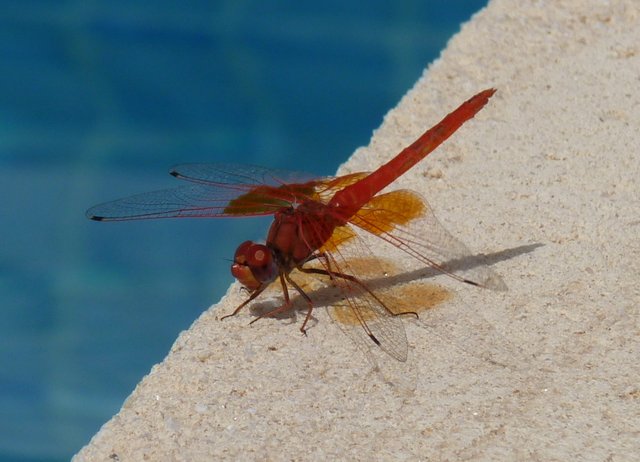 red dragonfly 178