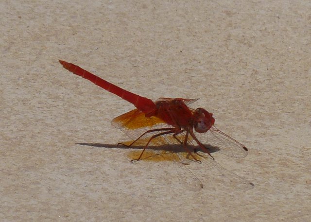 red dragonfly 189