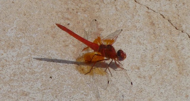 red dragonfly 02