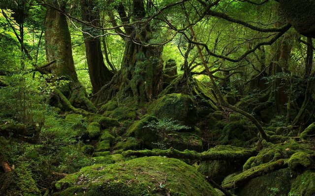 Wild-forest-Yakushima-Japan40820.jpg