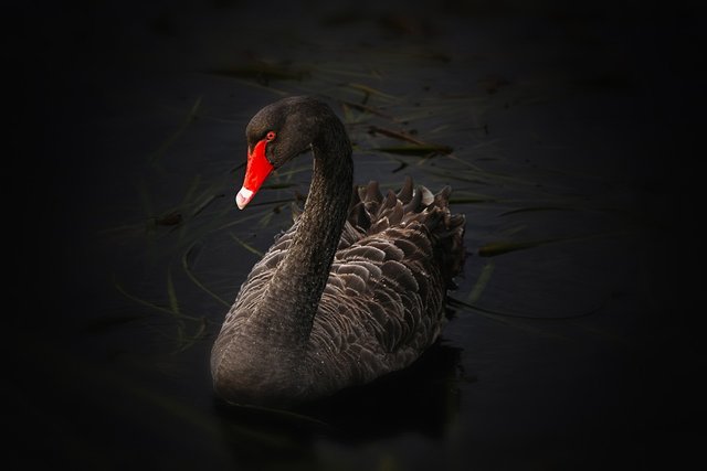 black-swan-122983_960_7203baa5.jpg