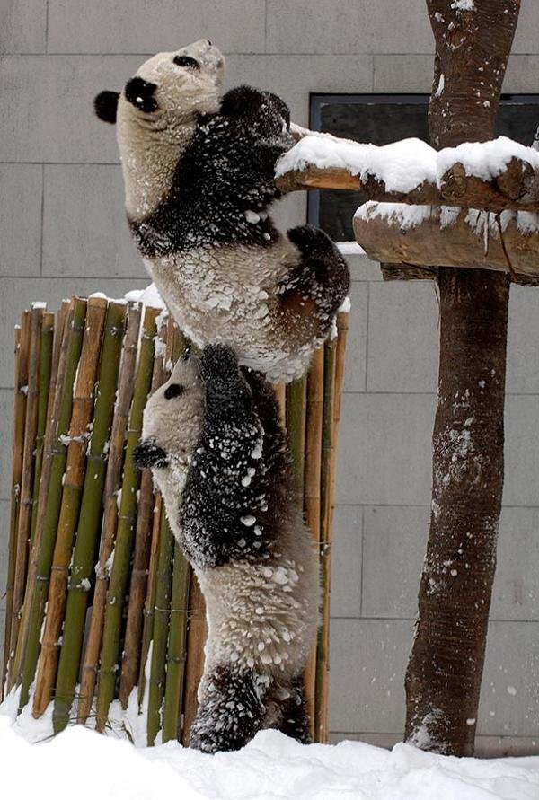 pandas-helping-each-other-upa62e0.jpg