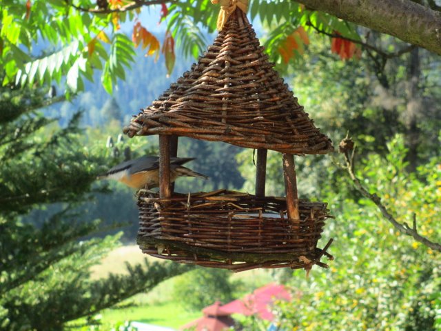 A Nut Hatch Kowalik Spotted On A Bird Feeder In Southern Poland