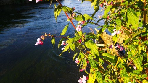 creek-flowers-september-a