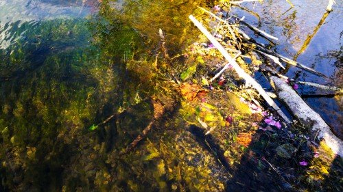 creek-flowers-september-b