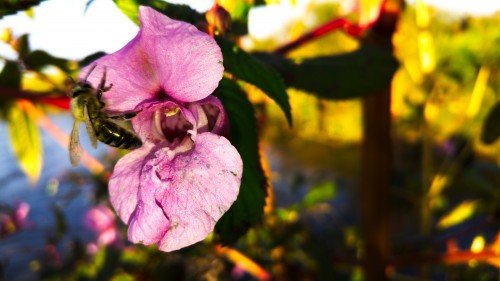 creek-flowers-september-bee-a