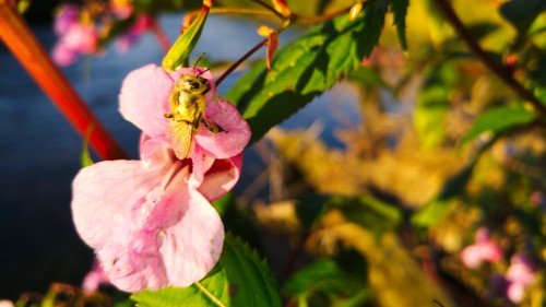 creek-flowers-september-bee-b