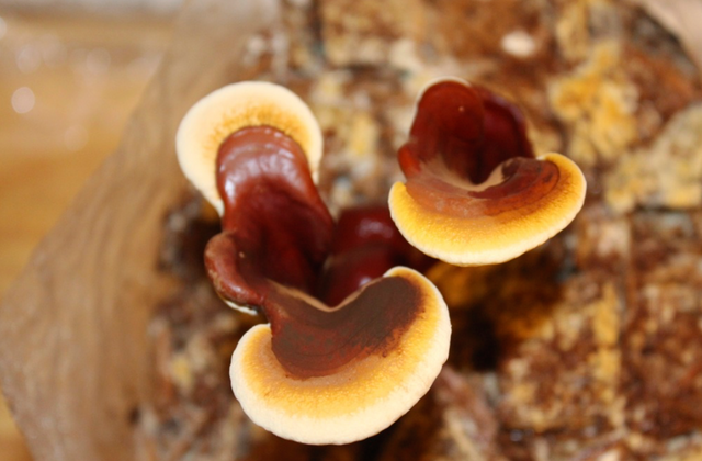 reishi208372.png