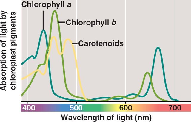 10_09PhotosynthWavelength4b741.jpg