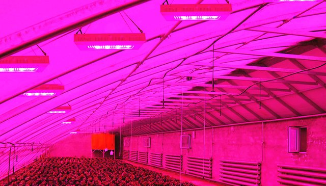 High-Power-LED-Grow-Lighteb9eb.jpg