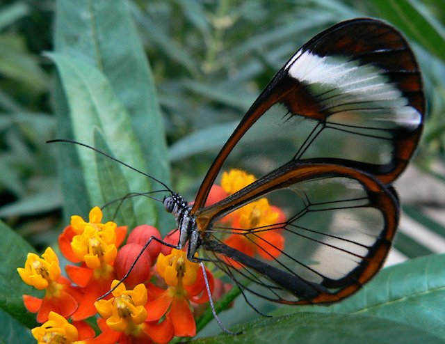 butterfly945b2.jpg