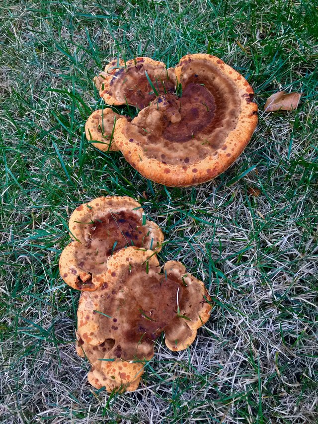 mushrooms3709b.jpg