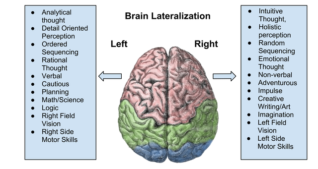 2000px-Brain_Lateralization.svg5ce77.png