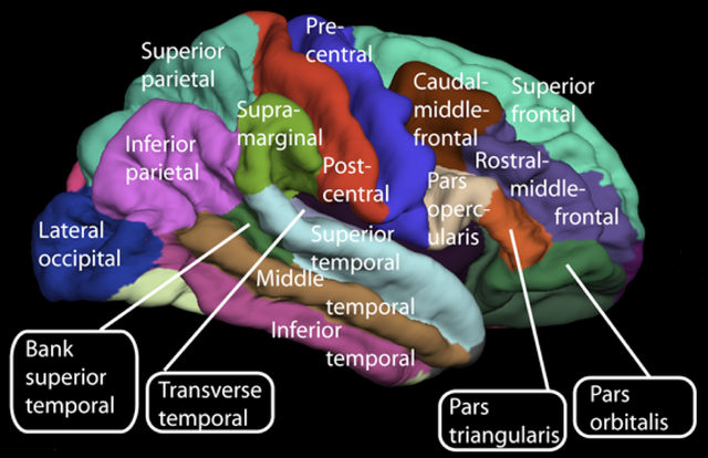 Lateral_surface_of_cerebral_cortex_-_gyrifda00.png