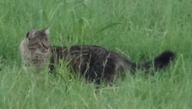 Help Identify These Animals Can A Bobcat Breed With A - 