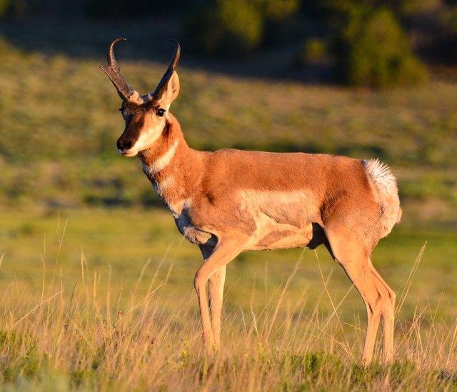 Pronghorn_La_Veta_ColoradoCCWikimediabyLarryLamsa97a08.jpg