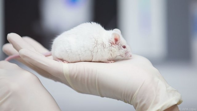 Neurogenesis