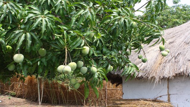 Khirsa mango to get GI tag soon — Steemit