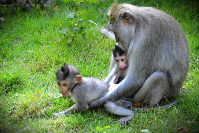 Ubud Monkey Forest – How to Feed Cute Monkeys and Stay Safe