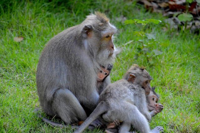10 Reasons to Visit Ubud Monkey Forest