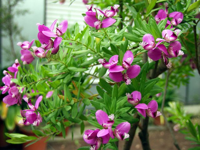 Growing With Plants Sweet Luscious Sweet Peas Confections On A