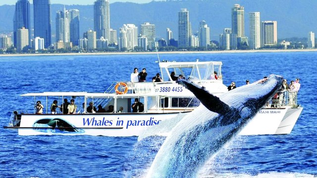 whales paradise
