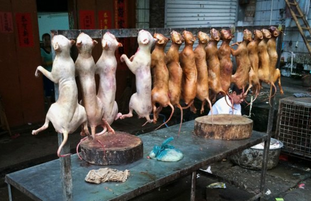 Butchered At A Dog Meat Festival In China