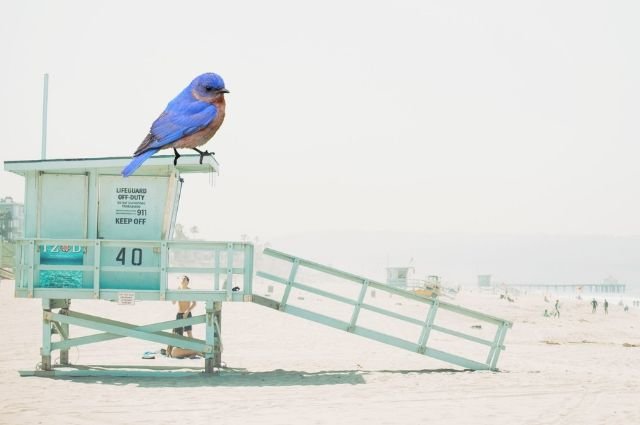 Four Funky Blue Bird Fantasy Fotos