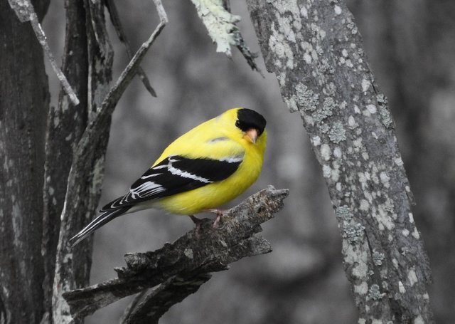 Goldfinch Glimpses