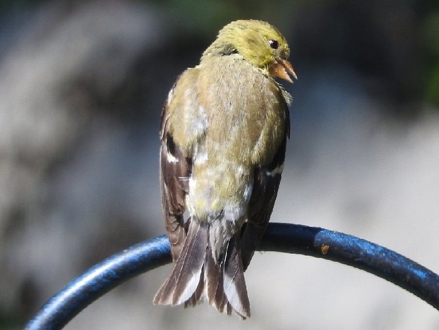 Goldfinch Glimpses