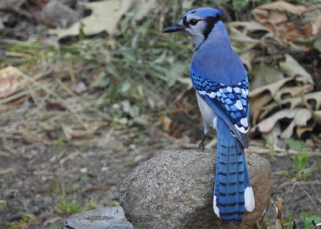 Feathered Friday 12 Blue Jay Photos