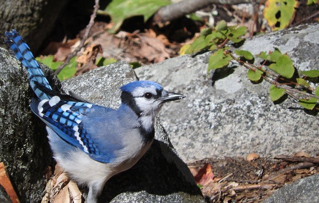 Feathered Friday 12 Blue Jay Photos