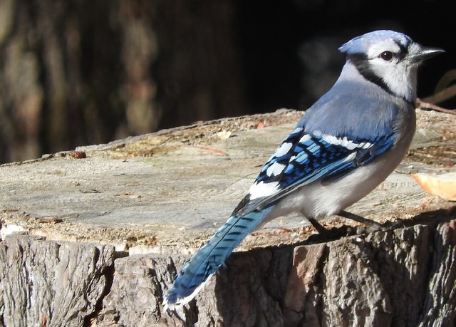 Feathered Friday 12 Blue Jay Photos