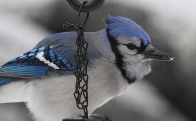 Feathered Friday 12 Blue Jay Photos