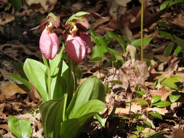 Five More Nature Shots