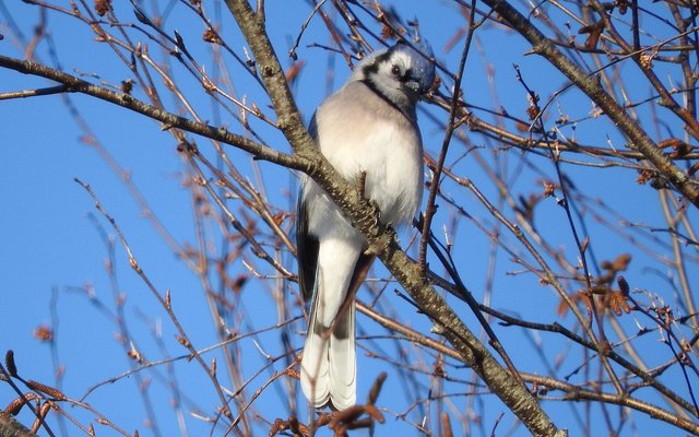 Feathered Friday 12 Blue Jay Photos