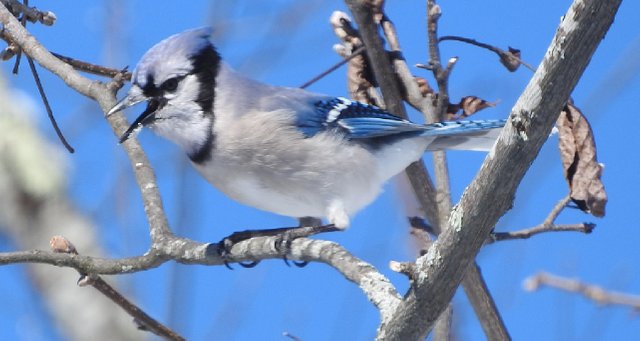 Feathered Friday 12 Blue Jay Photos