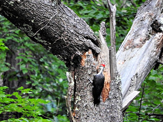 Pileated Woodpecker visit on August 31st, 2019