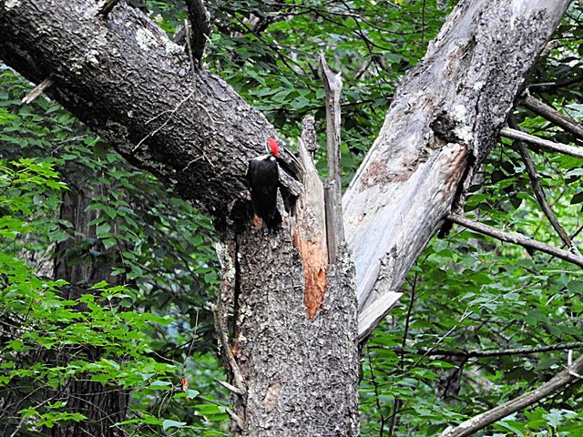 Pileated Woodpecker visit on August 31st, 2019